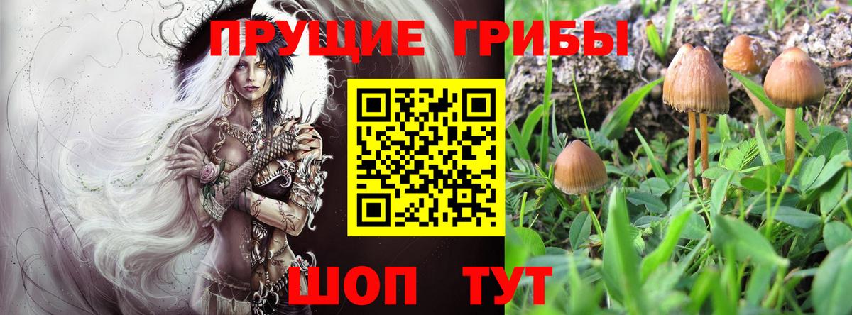 Галлюциногенные грибы Psilocybine cubensis Кинель